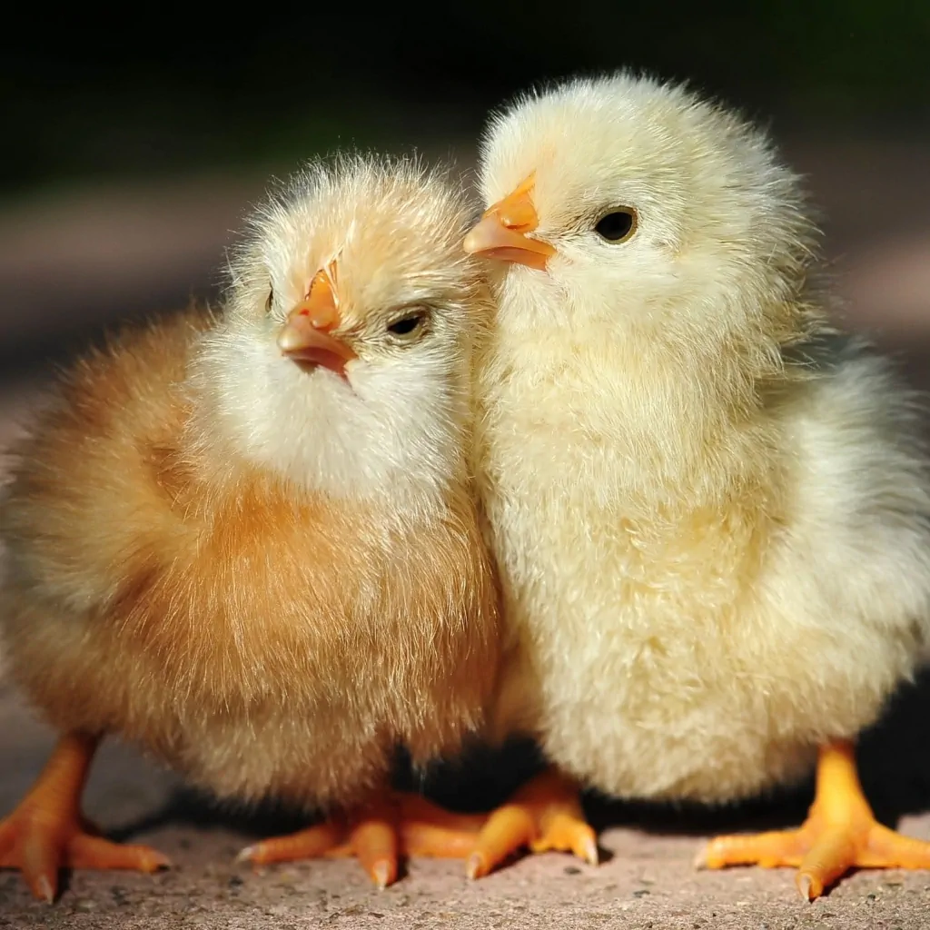 couple of baby chickens snuggling